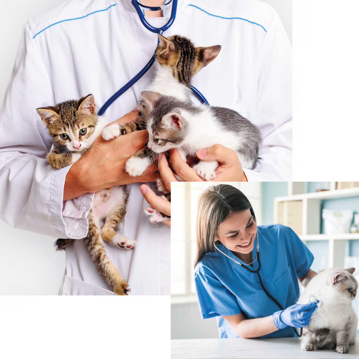 Veteriner Homeopati Eğitimi 1 Basliksiz 3