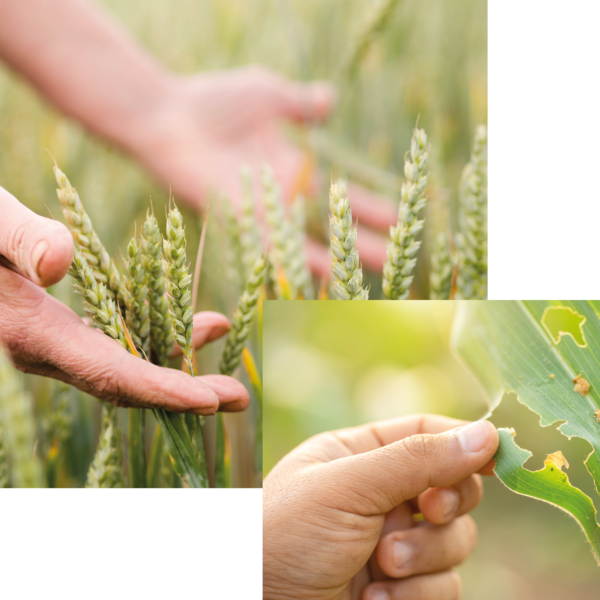 Agrohomeopati Eğitimi