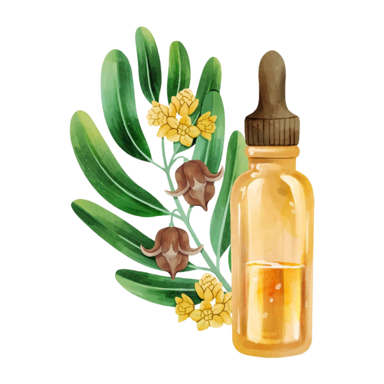 Bach Çiçekleri Eğitimi 1 watercolor jojoba plant illustration